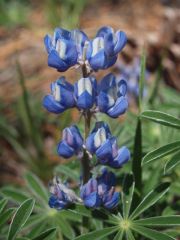 bluebonnetlupine.jpg