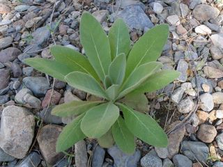 commonmullein2.jpg