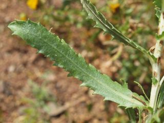 curlytopgumweed2.jpg