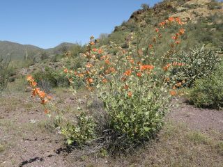 desertglobemallow2.jpg