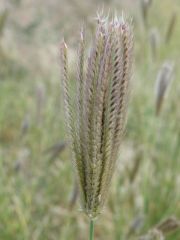 featherfingergrass.jpg