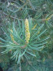 fourneedlepinyonpine.jpg