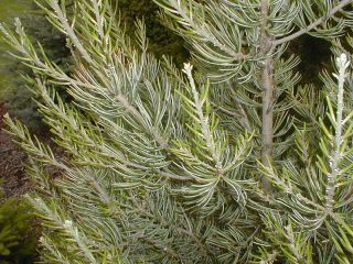 fourneedlepinyonpine2.jpg