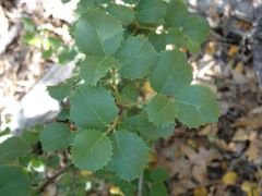 hollyleafbuckthorn.jpg