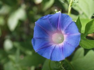 ivyleafmorning-glory.jpg