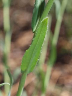 perennialrockcress2.jpg