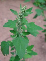 pigweed.jpg