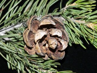 pinyonpine2.jpg