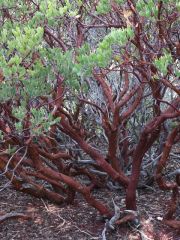 pointleafmanzanita2.jpg