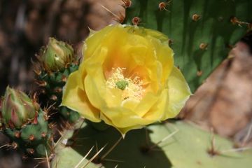 pricklypearcactus.jpg