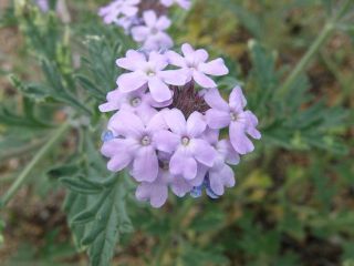 purpleprairieverbena.jpg