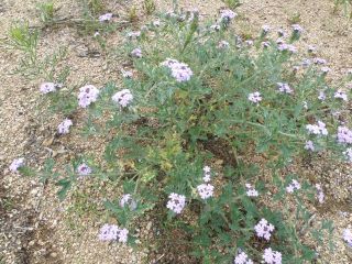 purpleprairieverbena2.jpg