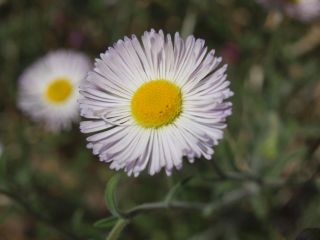 spreadingfleabane.jpg