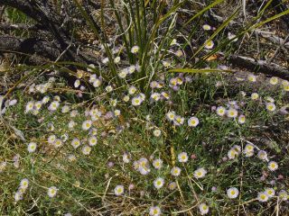 spreadingfleabane2.jpg