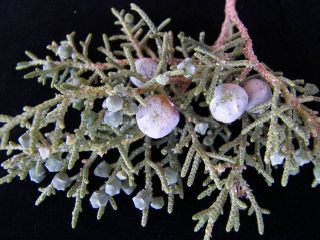 utahjuniper.jpg