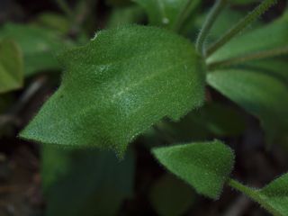 wedgeleafdraba2.jpg