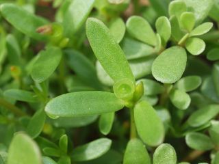 wingpodpurslane2.jpg