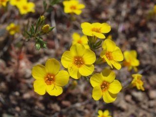 yellowlinanthus.jpg