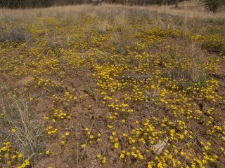 yellowlinanthus2.jpg